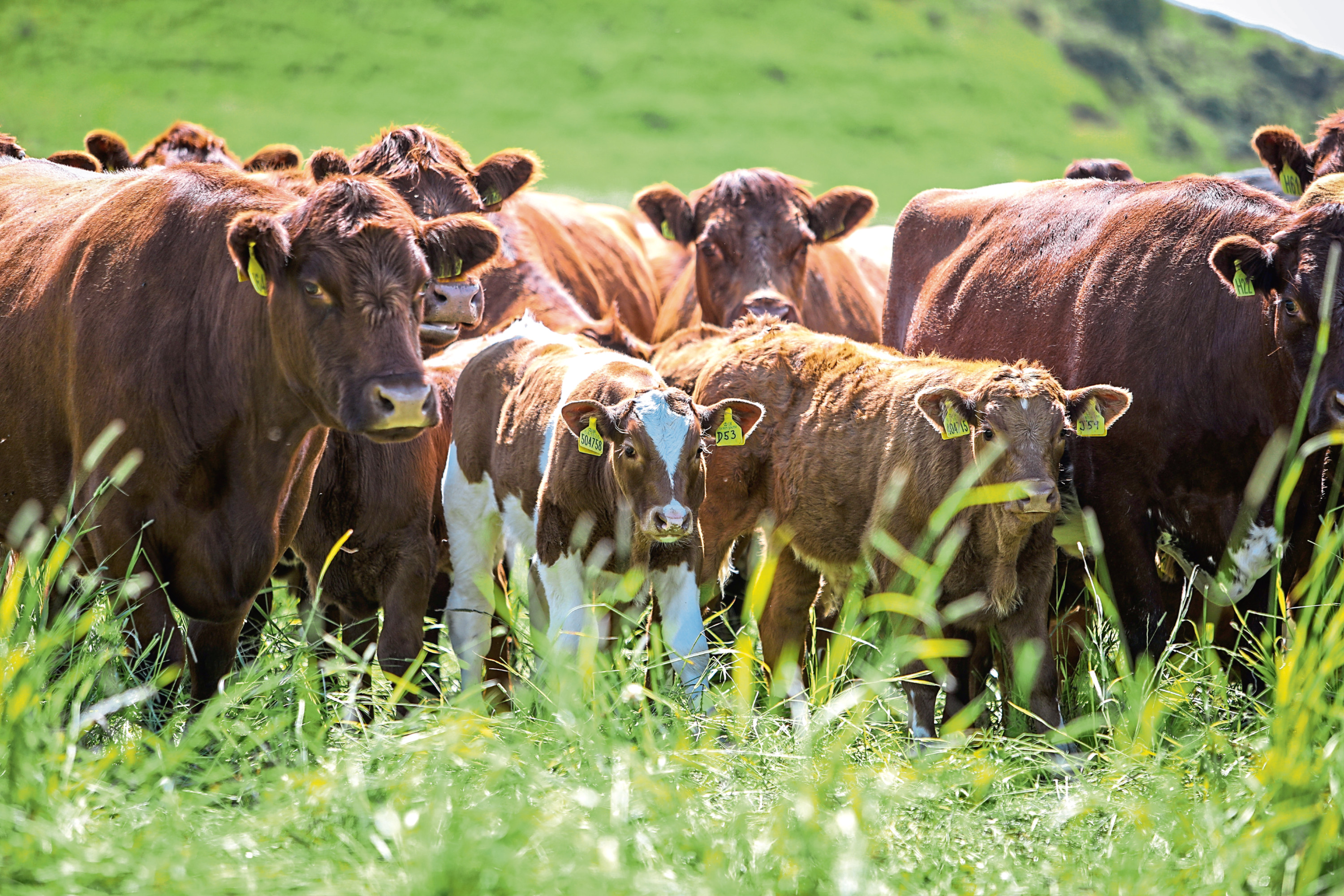 Courier - Features - Nancy Nicolson - Luing Cattle Open Day story - CR0011365 - Anstruther - Picture Shows: Herd of Luing Cattle in field. Balcaskie Estate will be hosting the Luing Cattle Society open day this month. - Monday 8th July 2019 - Steve Brown / DCT Media