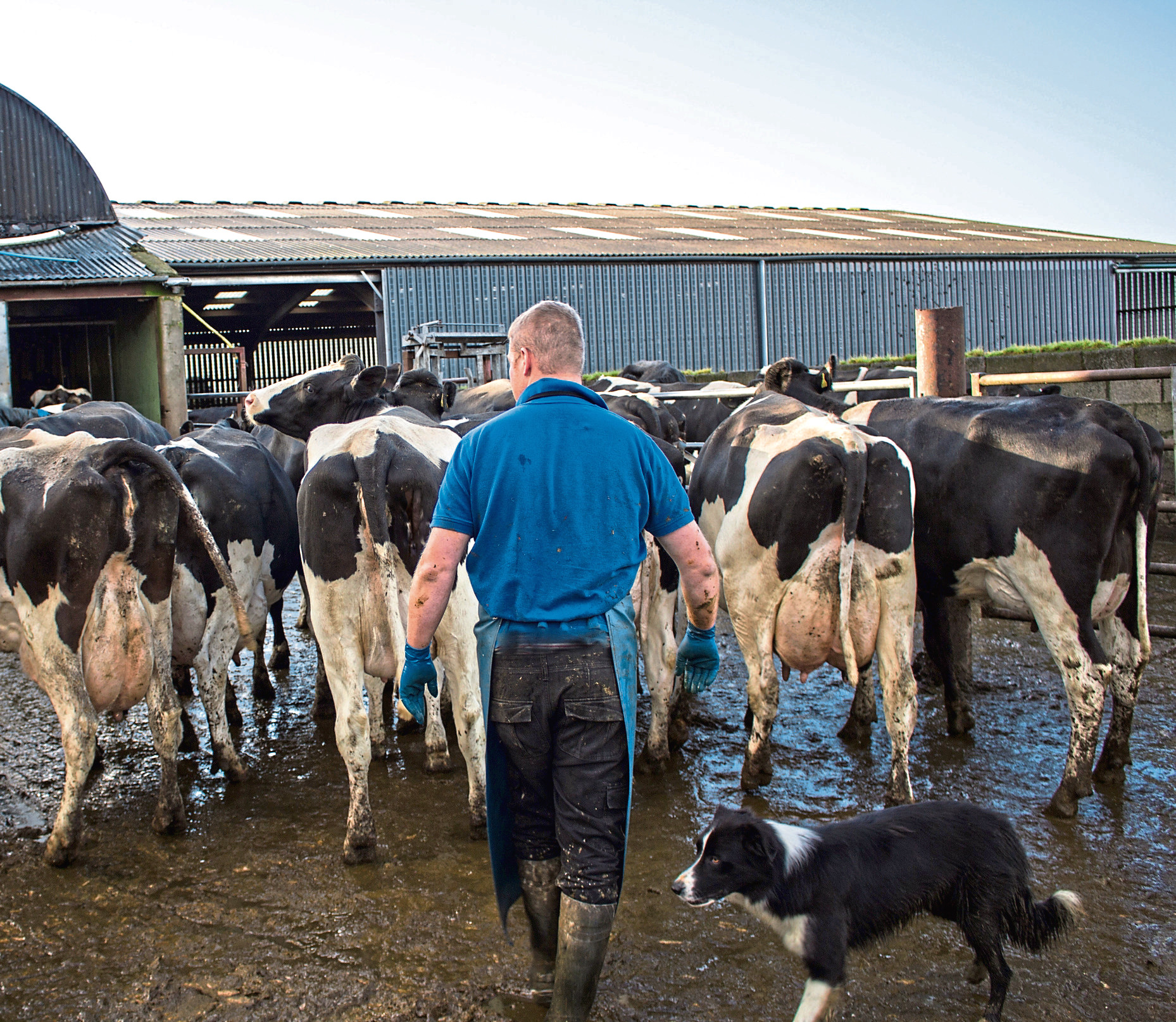 Dairy farm numbers continue to decline.