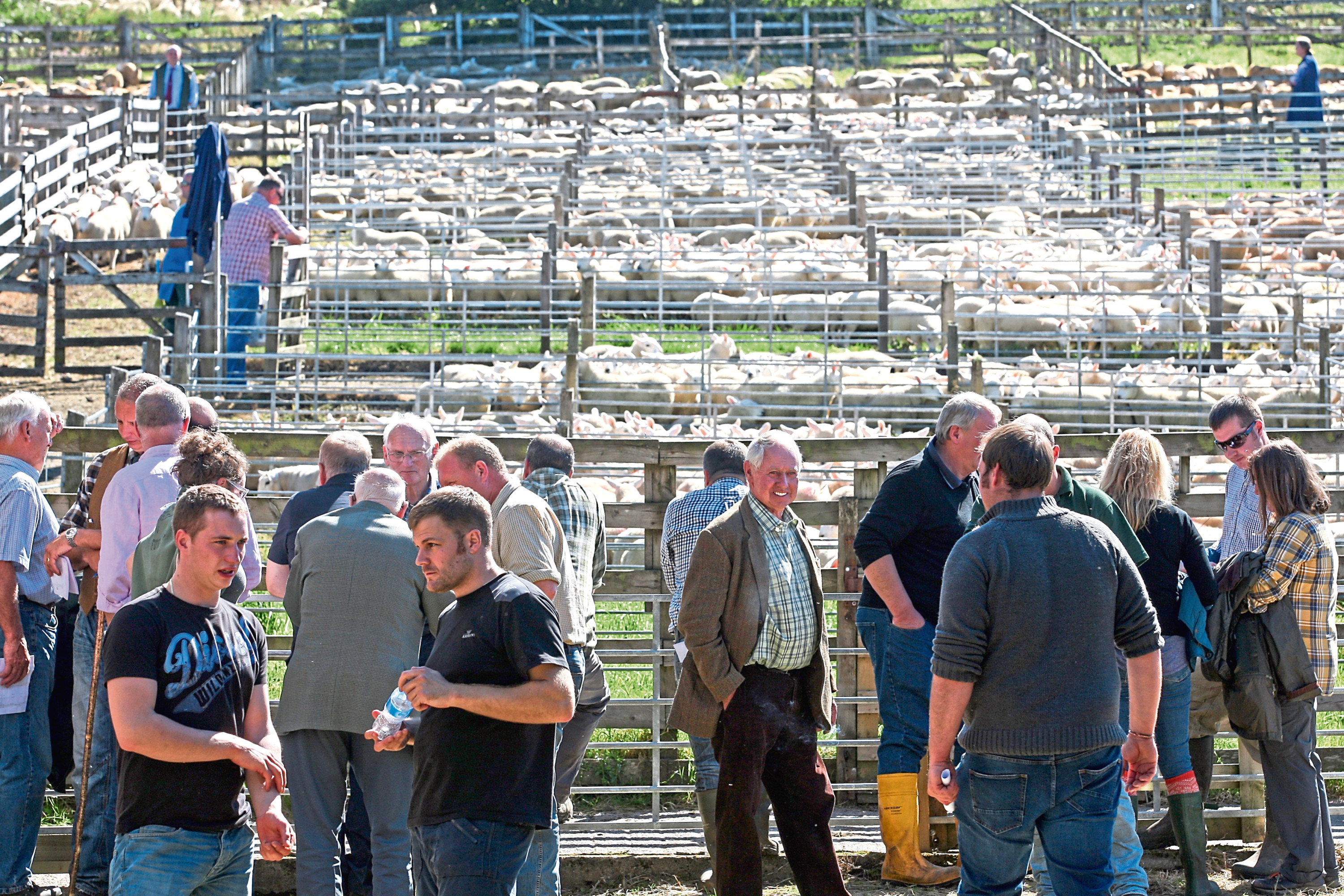 Buyers and sellers at next month's Lairg Lamb Sales will be worried about a potential no-deal Brexit.