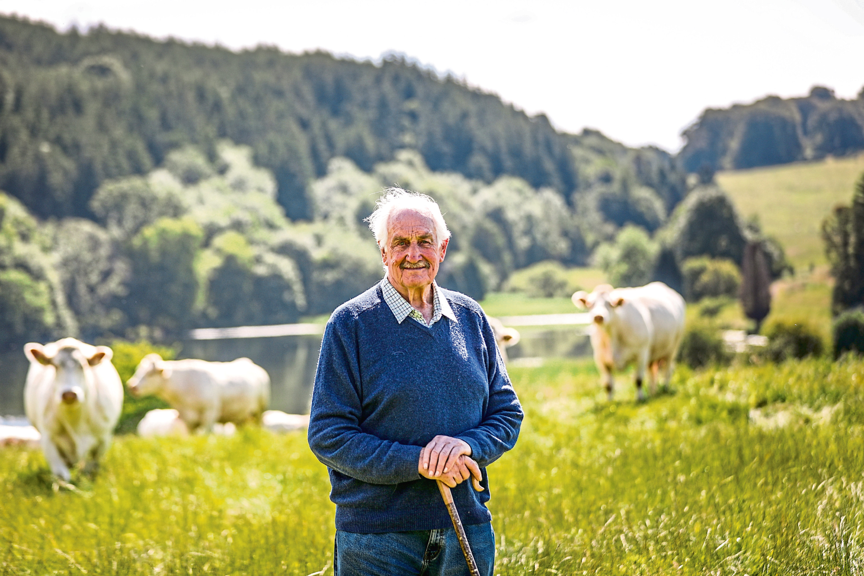 Major David Walter is celebrating 50 years as a successful Charolais cattle breeder