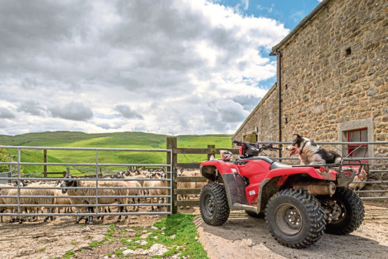 A no-deal Brexit would wipe out sheepmeat trade with Europe, claims the report.