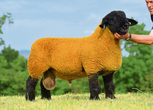 The Birness ram lamb that sold for 43,000gn.