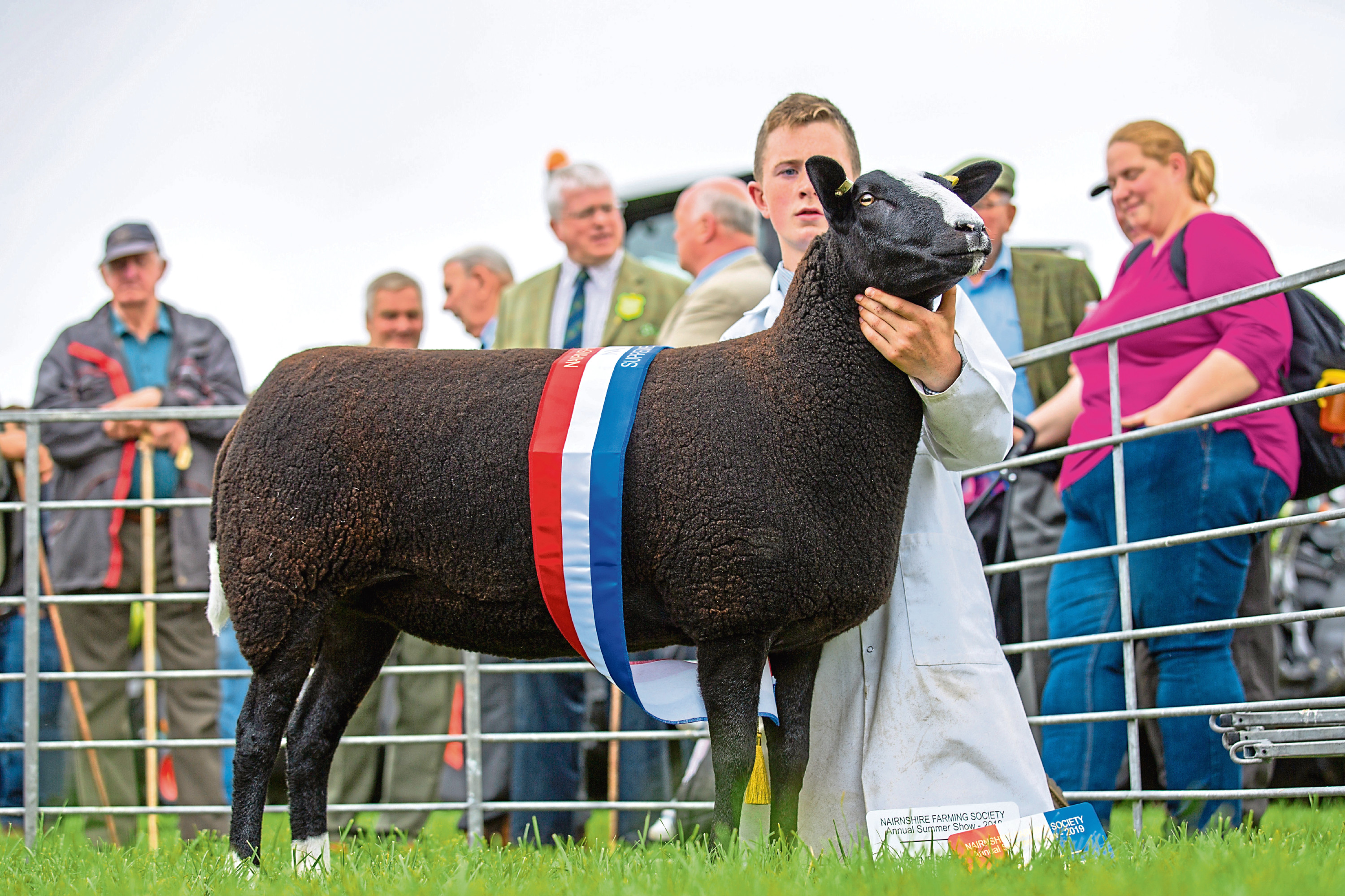 The Zwartbles, overall sheep and overall show champion of champions sheep from the Sharp brothers.