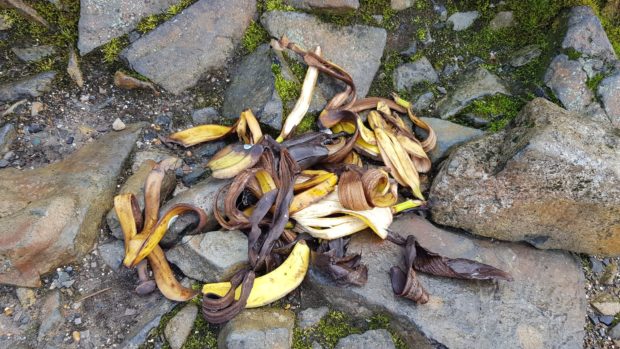 Bananas on Ben Nevis.