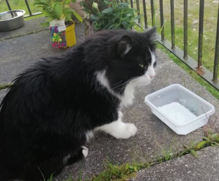 Casper the cake eating cat