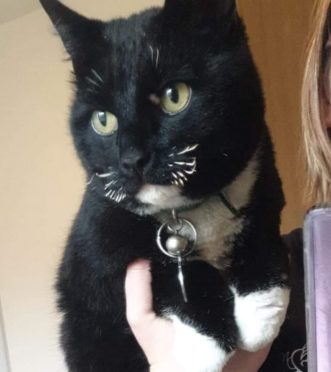 Borris the cat, who is suffering after his whiskers were burned off