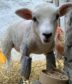 Blossom the lamb and her "bionic" legs