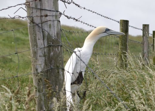 Mark Strachan took this picture of the bird as his fellow walker Peter Lewis prepared to rescue it