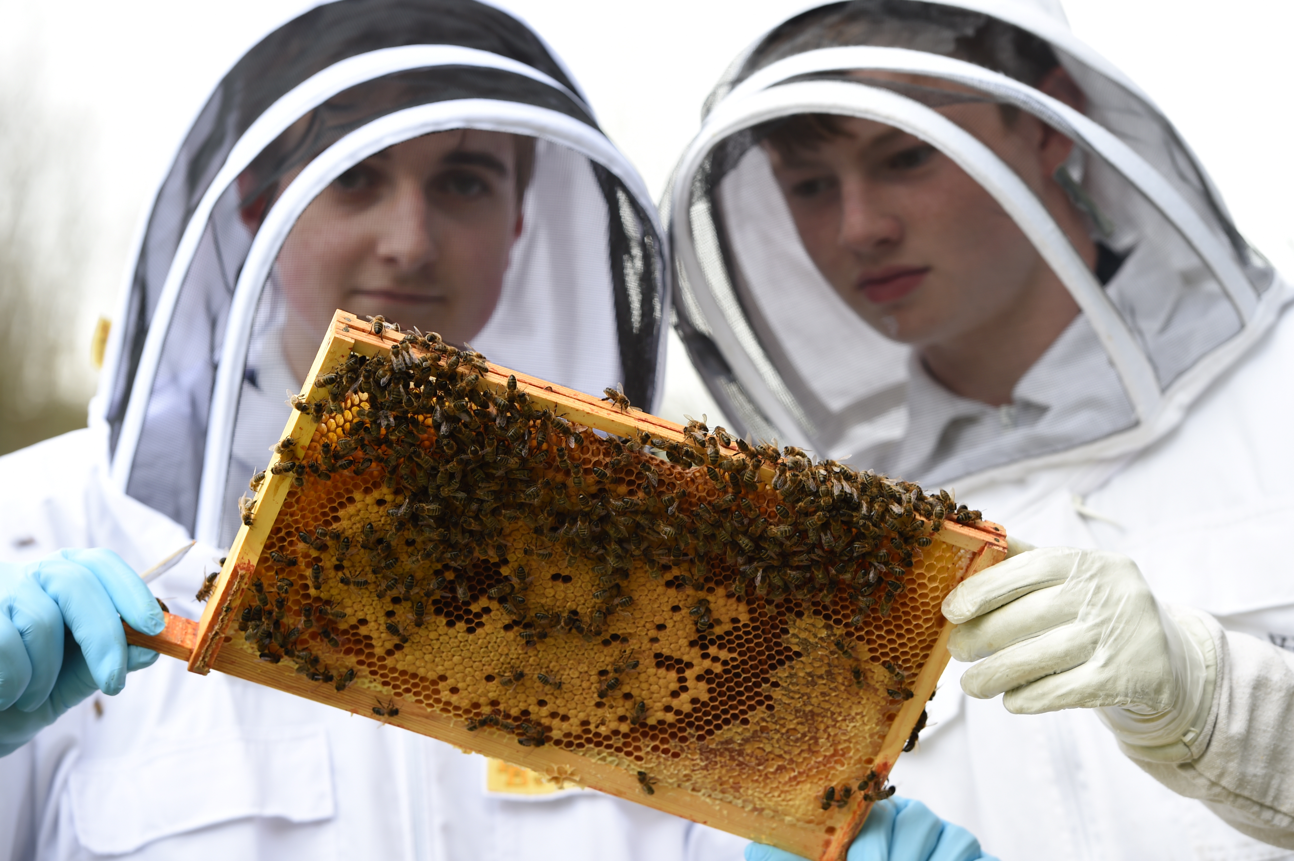 Martin Leahy and fellow young beekeeper Sean Dinnie
