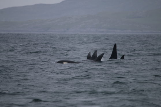 The mystery pod of whales were spotted from the charities yacht near Vatersay in the Western Isles last year.