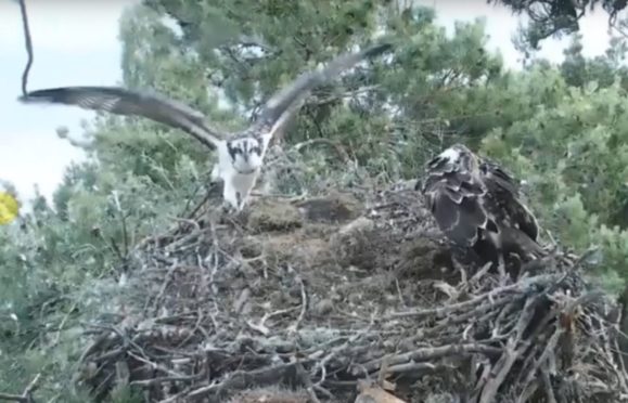 The ospreys