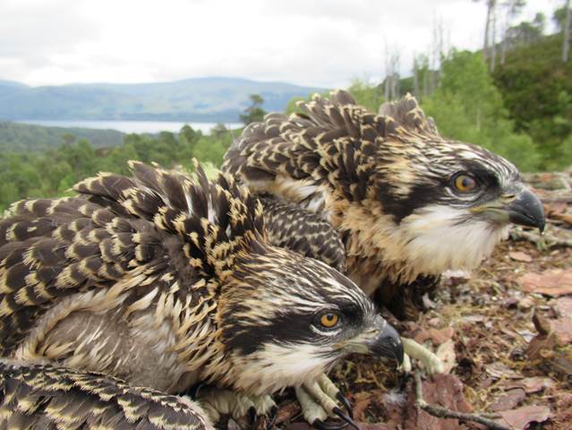 The female chicks were born last month at Loch Arkaig Pine Forest.