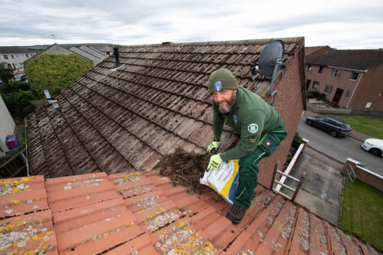 Rob Teasdale clears a gull's nest off the roof of a house in New Elgin today.