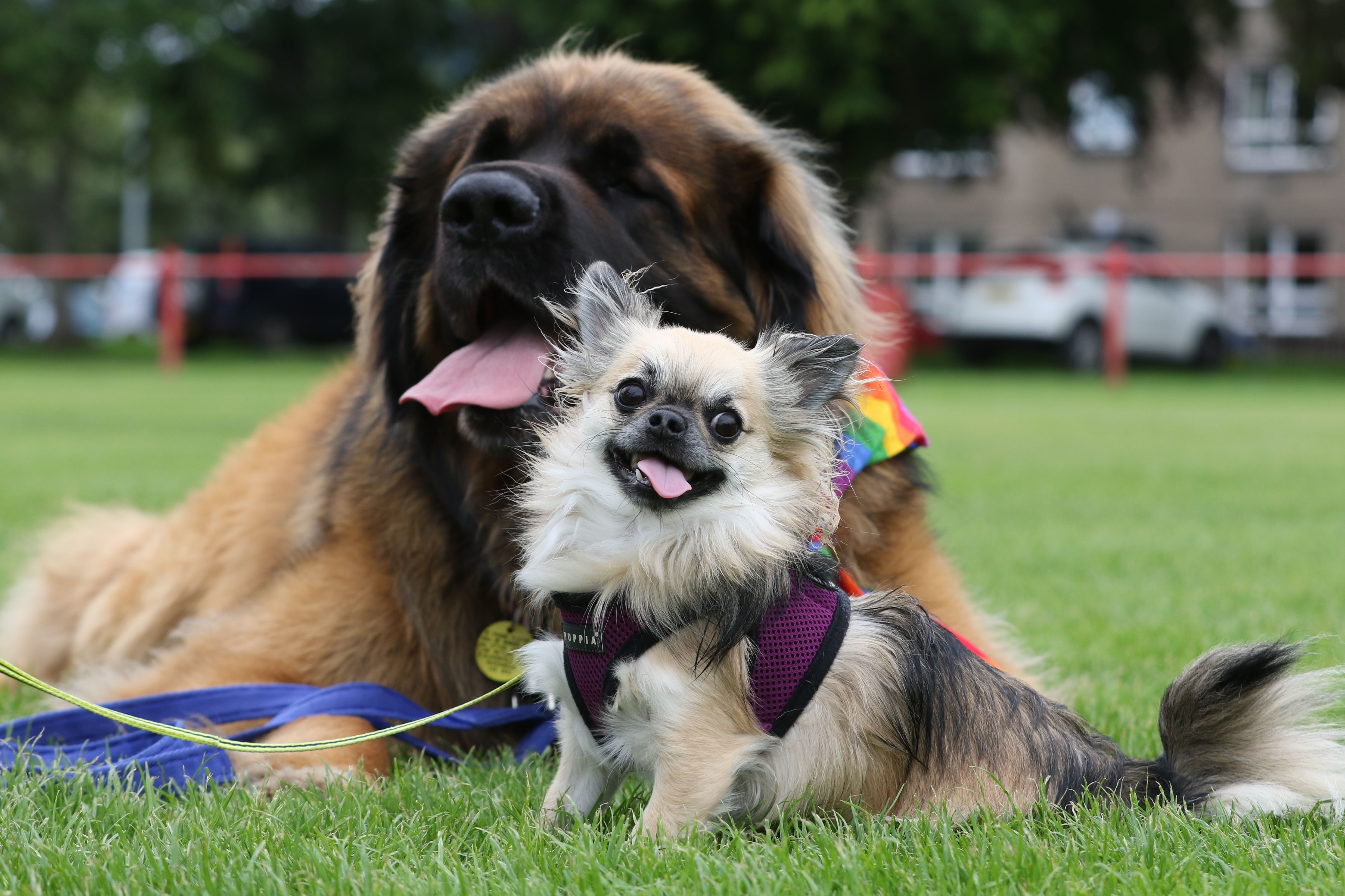One of the smallest dogs in the competition, Benji, a 1-year-old chihuahua, with the largest, Bismarck the 4-year-old Leonberger. Bismarck won 1st place in the best male category, and Benji won 2nd place.