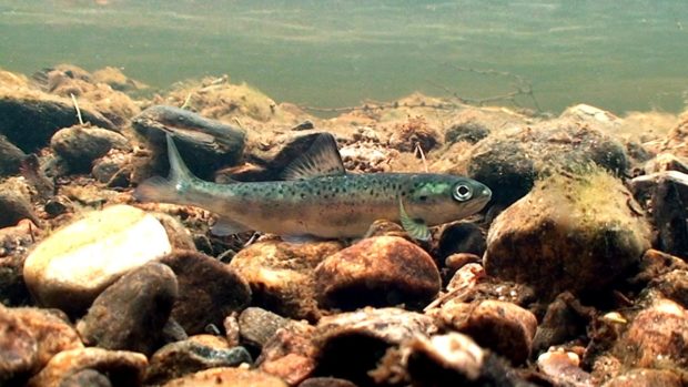 Events will take place to highlight the plight of the salmon