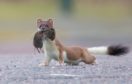 Non-native stoats have wreaked havoc on the Orkney Islands threatening native species such as the Orkney vole.