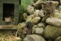 Wild cat kittens with their mother at Aigas Centre Beauly