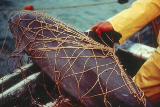 A dead vaquita caught in a gill net
