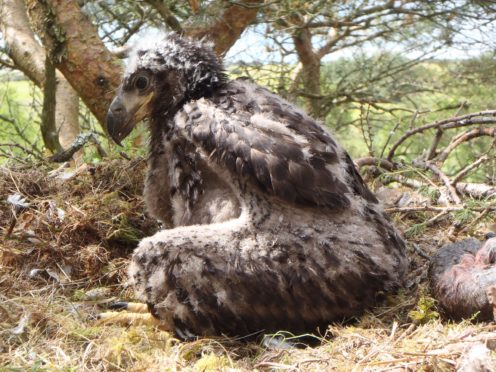 Mull's sea eagle has picked the perfect place to tee off from Photograph by Justin Grant