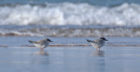 Little tern chicks venture close to the water near Lossiemouth. Picture: Margaret Sharpe.