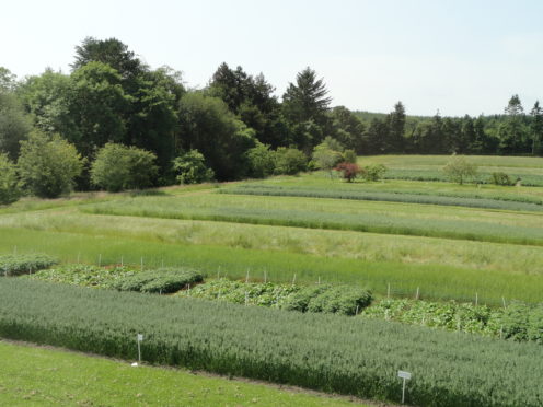 The pH trial site at SRUC's Craibstone campus