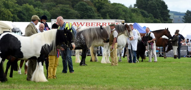 Horses line up for inspection