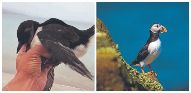 Rob Fray found a baby puffin, left, five miles from a puffin colony