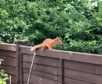A red squirrel was spotted in an Aberdeen garden.