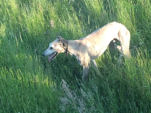 A dog, believed to be a greyhound, involved in alleged sheep worrying.
