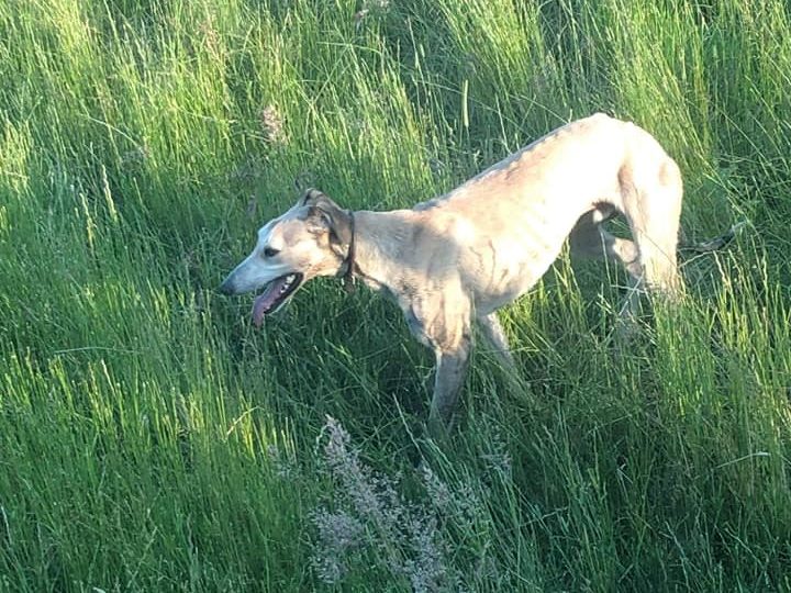 A dog, believed to be a greyhound, involved in alleged sheep worrying.
