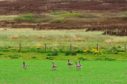 Greylag geese grazing on a cereal crop in Orkney. SNH Lorne Gill