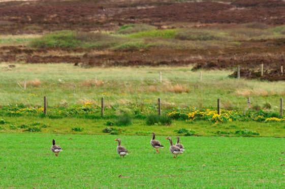 Greylag geese grazing on a cereal crop in Orkney. SNH Lorne Gill