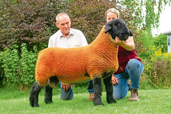 The 10,000gn Cairness ram lamb.