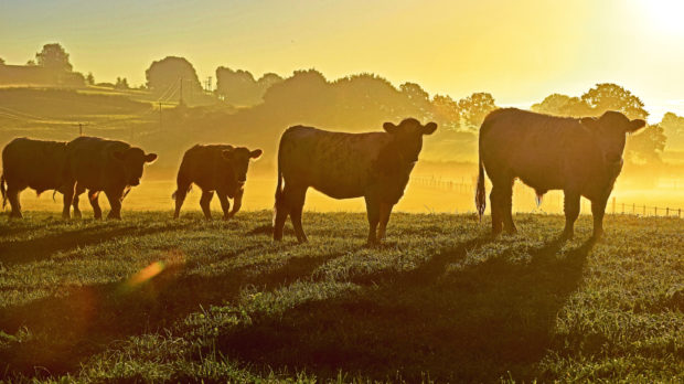 The plans form part of plans for a new model of disease surveillance in Scotland.