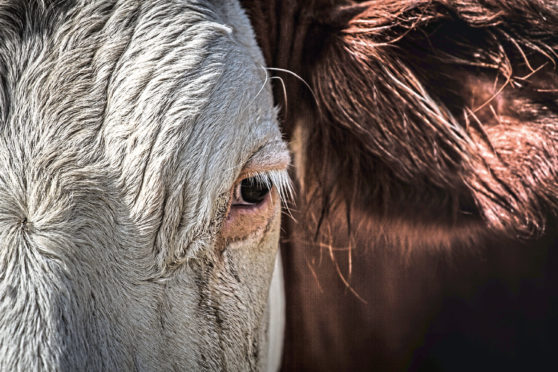 The meeting was held to discuss the current downturn in the beef sector.