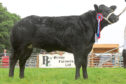 The overall cattle champion from Balfour Baillie.