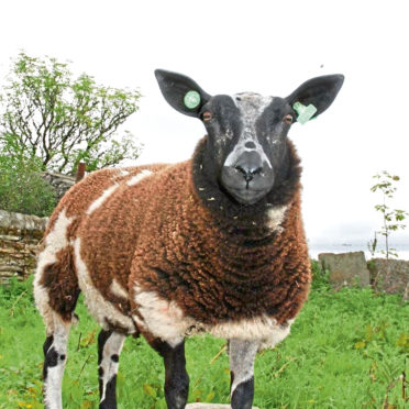 One of the Budge family's Dutch Spotted sheep