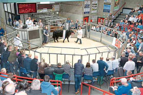 An entry of 50 cattle is forward for the show and sale.