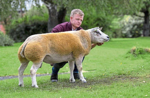 Buckles Dark Dawn - 30,000gn
Beltex national sale 2019