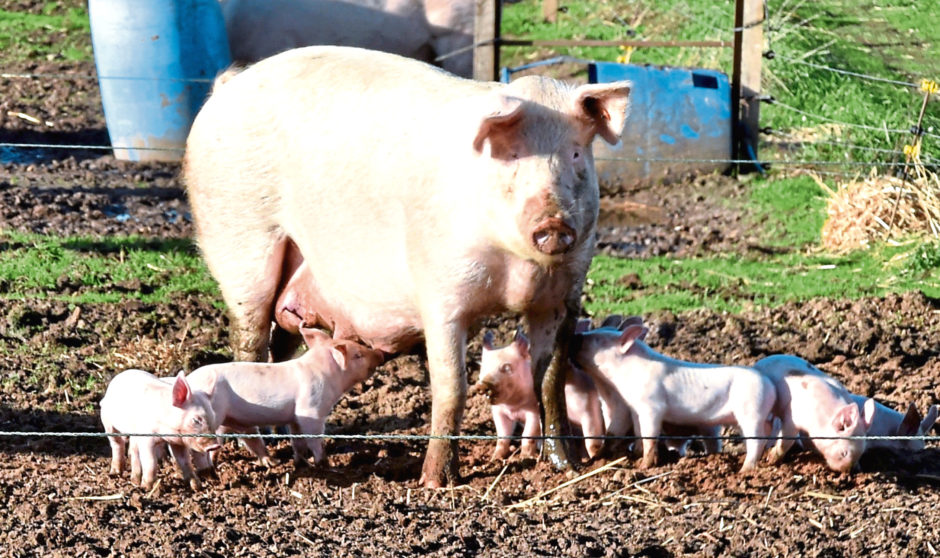 Spread of swine fever ‘critical’ in eastern Europe