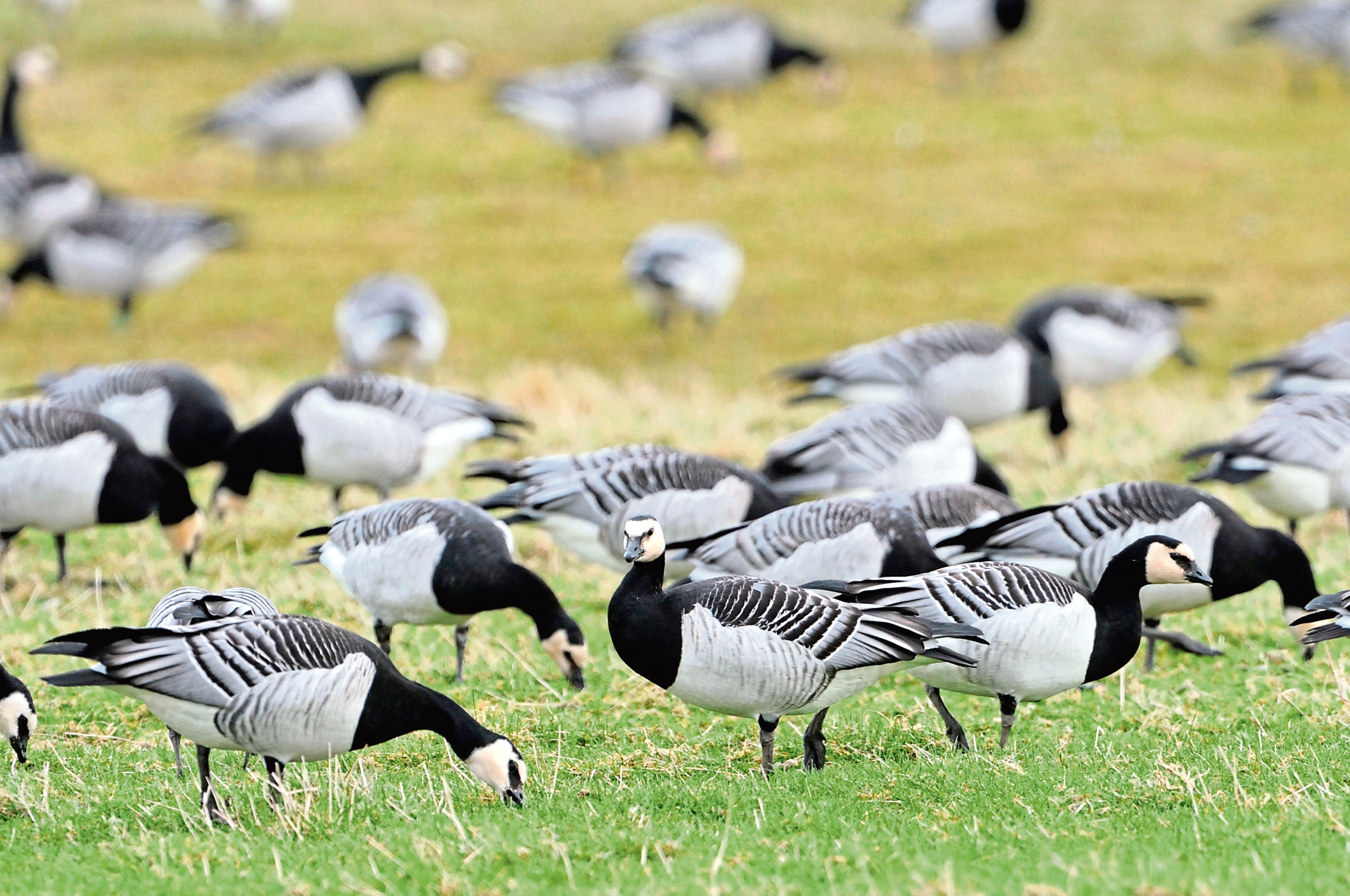 Barnacle geese. Picture by Lorne Gill.