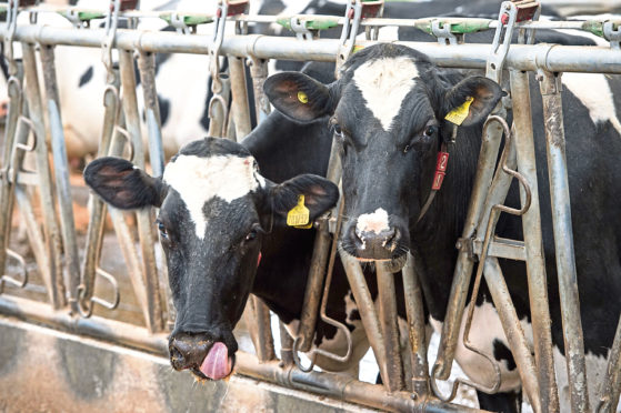 Generic picture of a cow shed