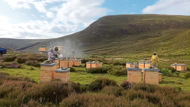 Murray MacGregor has around 4,000 hives.