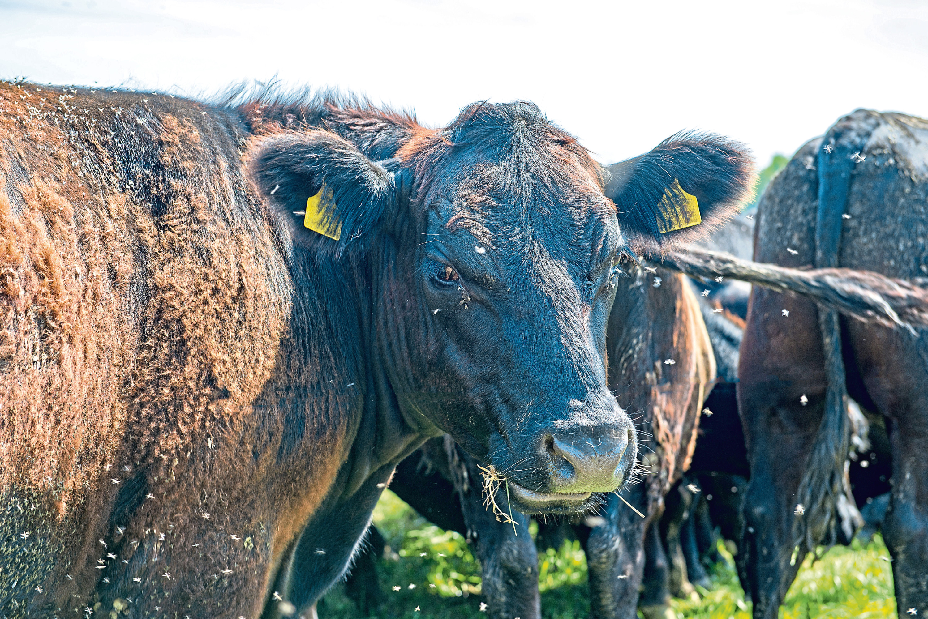 An increased number of flies is leading to more summer mastitis cases in cattle.