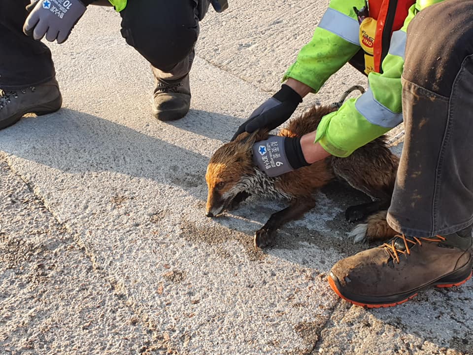 The fox was rescued by animal lovers
