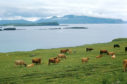 Highland cattle on Canna, Inner Hebrides.