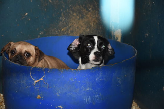 Images taken puppy farm in Fyvie, Aberdeenshire