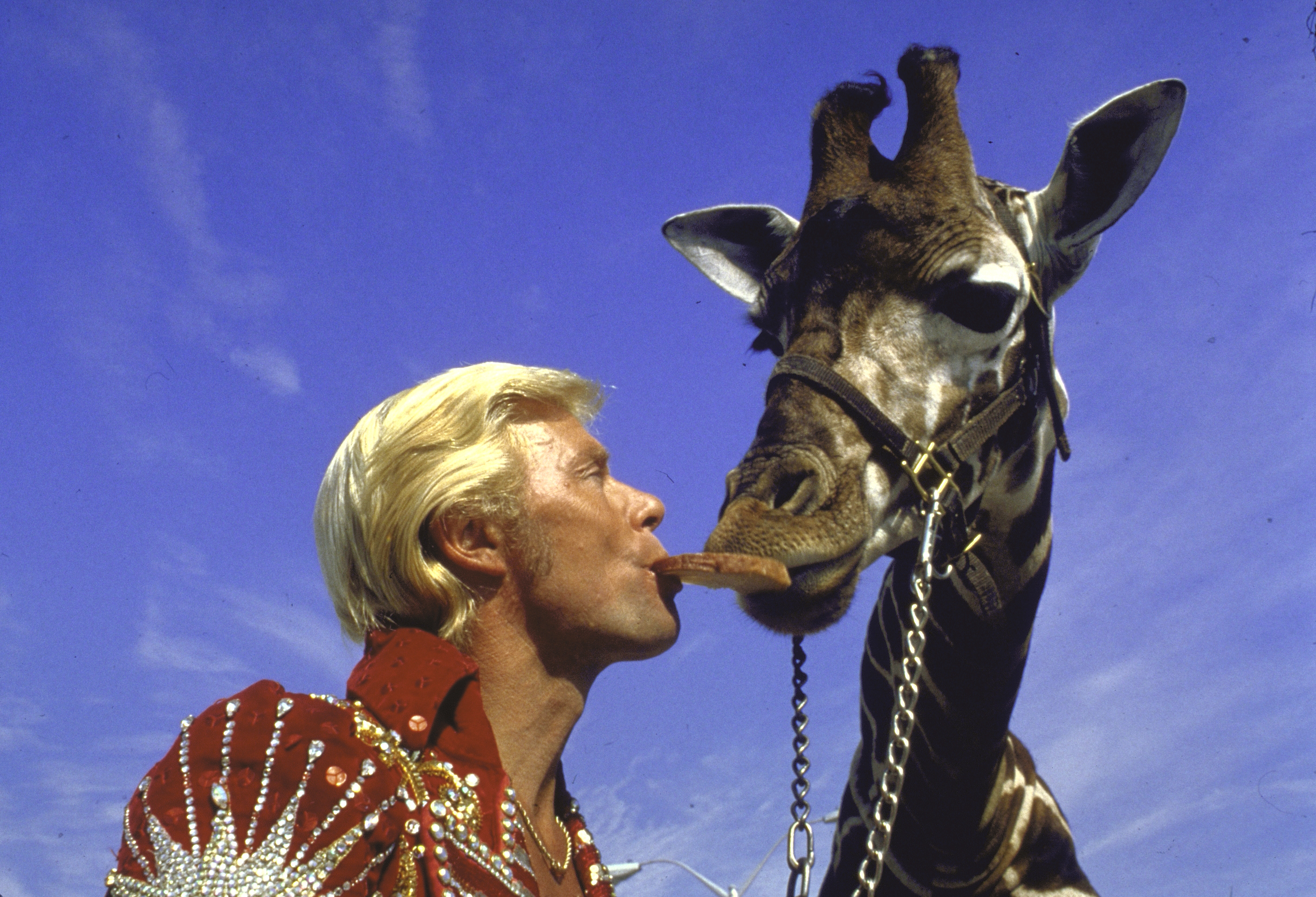 Animal trainer and circus headliner Gunther Gebel-Williams feeding trained giraffe.  (Photo by Ray Fisher/The LIFE Images Collection via Getty Images/Getty Images)