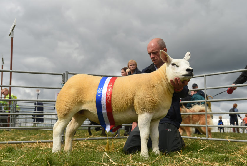 Stuart Hunter, Texel Gimmer. overall sheep Interbreed Winner