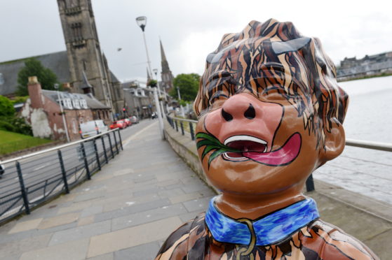 Oor Highland Coo on Douglas Row, beside the River Ness, Inverness. Picture by Sandy McCook.